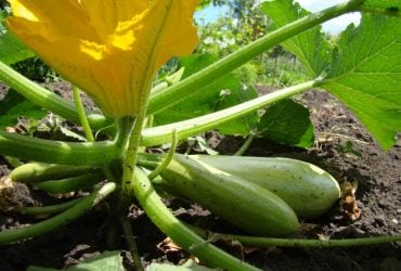 Кабачки будуть рости як на дріжджах: чим їх удобрити, щоб зібрати багатий урожай