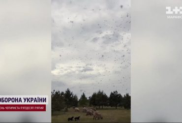 Мошкара атакує: коли зникне і як поки захистити себе і тварин