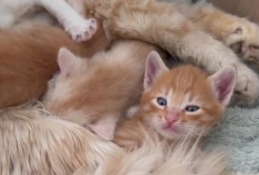 Боєць ЗСУ обзавівся полком кошенят від Згущонки (фото, відео)