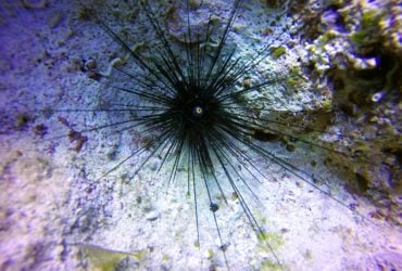 Эпидемия в Красном море убивает морских ежей, что подвергает опасности кораллы - ученые