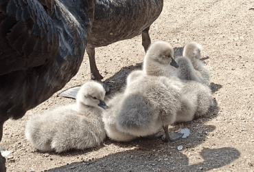 В Одеському зоопарку народились пташенята чорних лебедів (фото)