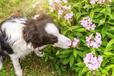 Які кімнатні рослини можуть бути небезпечними для собак? Дізнайтесь!