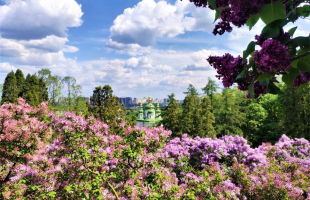 Бузок і черги: ботсад Гришка радує буянням травневих фарб (фоторепортаж, відео)