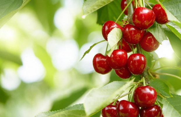 Можно ли есть черешню с червями и как от них избавиться: три надежных метода