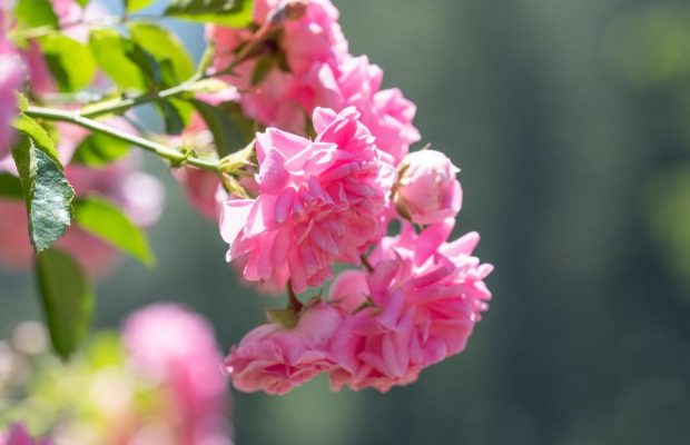 Як лікувати троянди без "хімії": народні засоби від попелиці, іржі та інших напастей