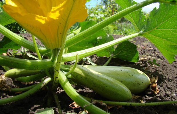 Кабачки будут расти как на дрожжах: чем их удобрить, чтоб собрать богатый урожай