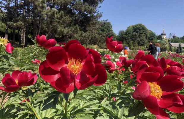 Унікальна колекція: в київському ботсаду Гришка масово зацвіли півонії (фоторепортаж)