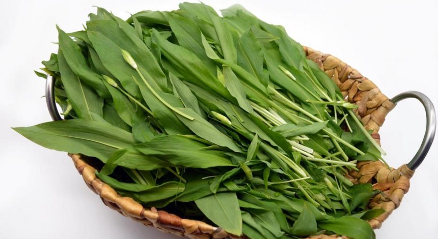 Поживна черемша: чим корисний дикий часник і що з нього приготувати