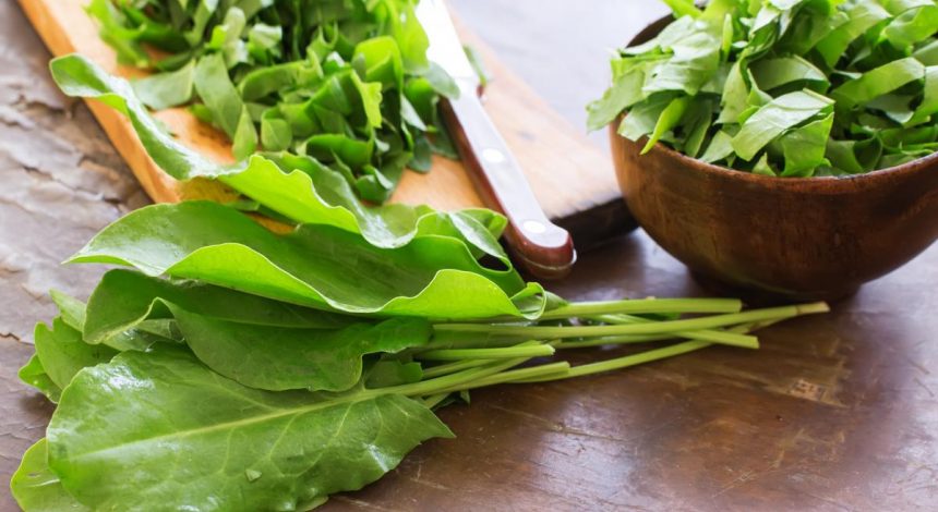 Будет как находка: 5 простых рецептов, как заготовить щавель на зиму