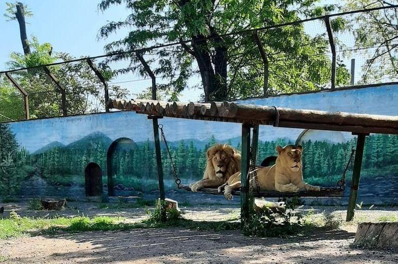 Белые львы, которых под вражескими обстрелами вывезли из Харькова в Одессу /фото Одесский зоопарк Белые львы, которых под вражескими обстрелами вывезли из Харькова в Одессу /фото Одесский зоопарк