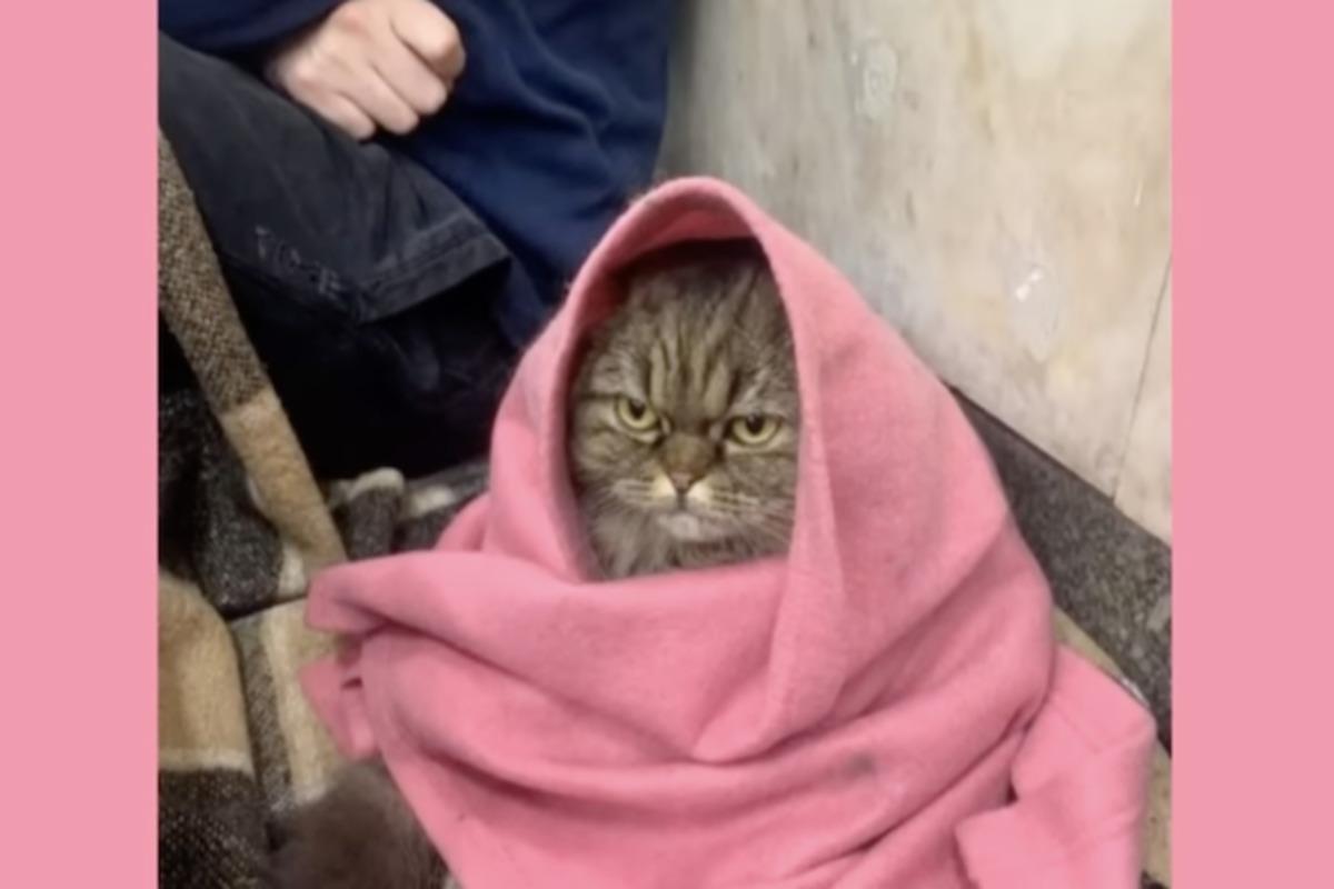 Кошка Хлоя стала звездой соцсетей / скриншот Кошка Хлоя стала звездой соцсетей / скриншот