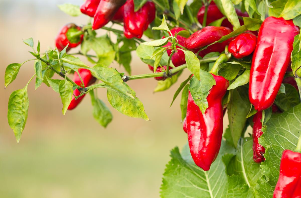 What to do with pepper for a rich harvest - tips / depositphotos.com What to do with pepper for a rich harvest - tips / depositphotos.com