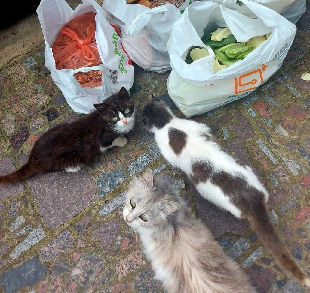 После затопления зоопарка могли спастись собака Жулька и коты / фото "сказочная Дубрава" После затопления зоопарка могли спастись собака Жулька и коты / фото "сказочная Дубрава"