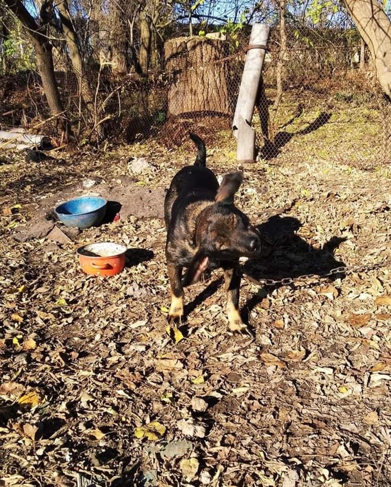 После затопления зоопарка могли спастись собака Жулька и коты / фото "сказочная Дубрава" После затопления зоопарка могли спастись собака Жулька и коты / фото "сказочная Дубрава"