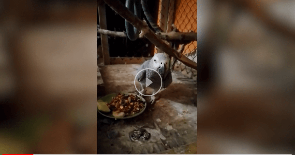 Деякі тварини знаходились не на території зоопарку, а вдома у співробітниці / скріншот