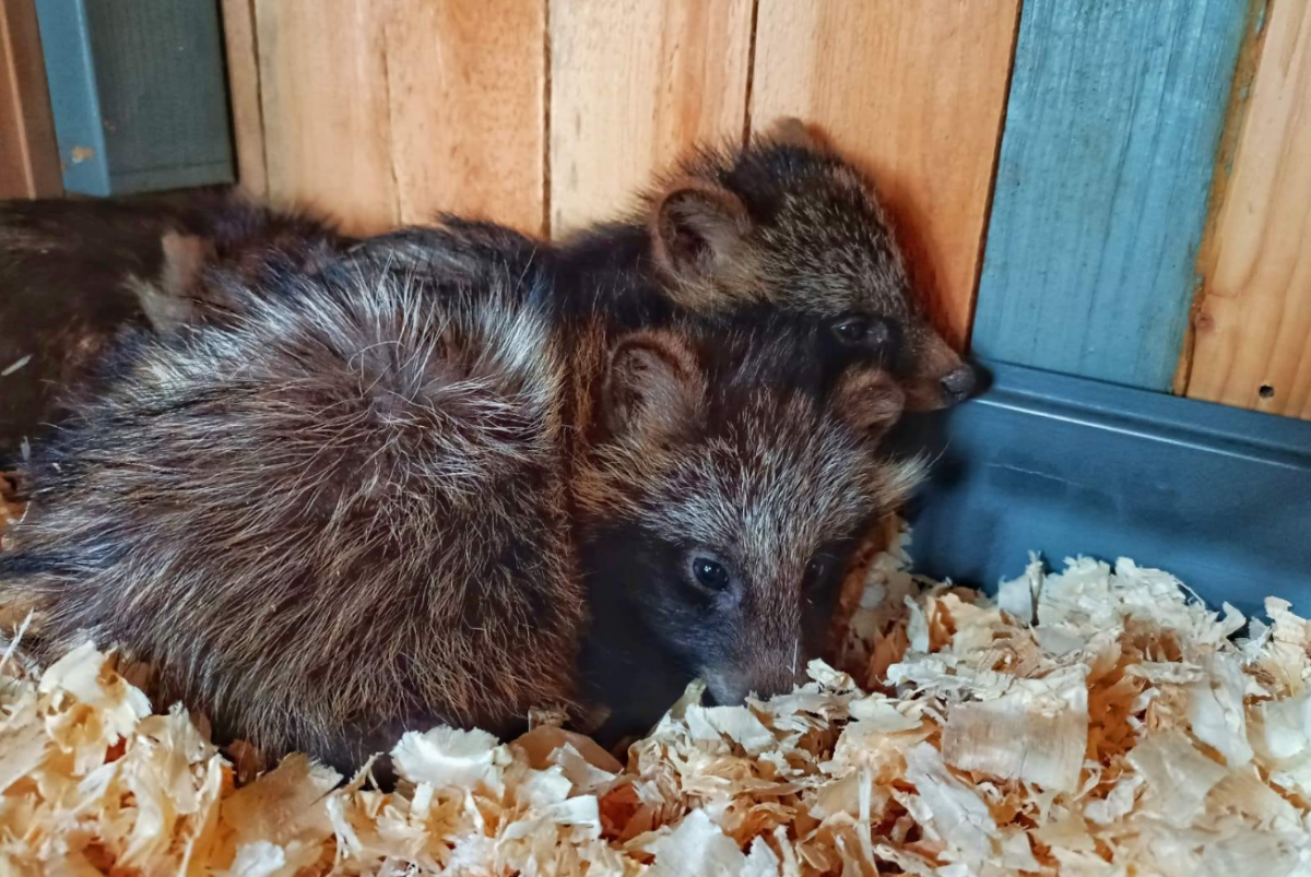 Врятовані у морі тварини / фото Facebook/Игорь Беляков