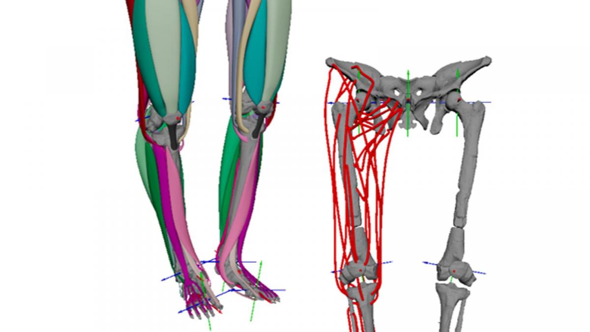 Команда ученых под руководством доктора Эшли Уайзман создала 3D-модель ног и тазовых мышц Люси / фото Кембриджский университет Команда ученых под руководством доктора Эшли Уайзман создала 3D-модель ног и тазовых мышц Люси / фото Кембриджский университет