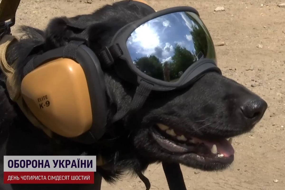 "Собачий патруль" саперів з Одещини знову їде на передову - готується героїня Йорна / скріншот "Собачий патруль" саперів з Одещини знову їде на передову - готується героїня Йорна / скріншот