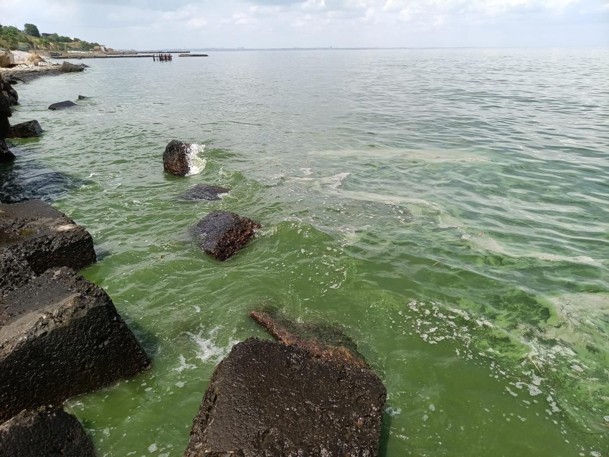 Розпочалися процеси цвітіння Чорного моря / фото facebook.com/kovtun.oleg.1 Розпочалися процеси цвітіння Чорного моря / фото facebook.com/kovtun.oleg.1