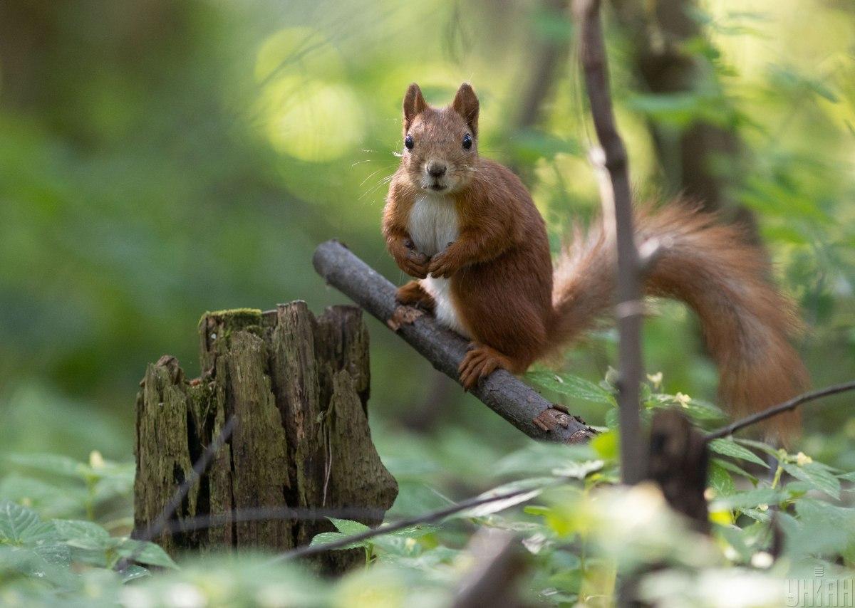 11 серпня у Києві буде тепло / фото УНІАН 11 серпня у Києві буде тепло / фото УНІАН