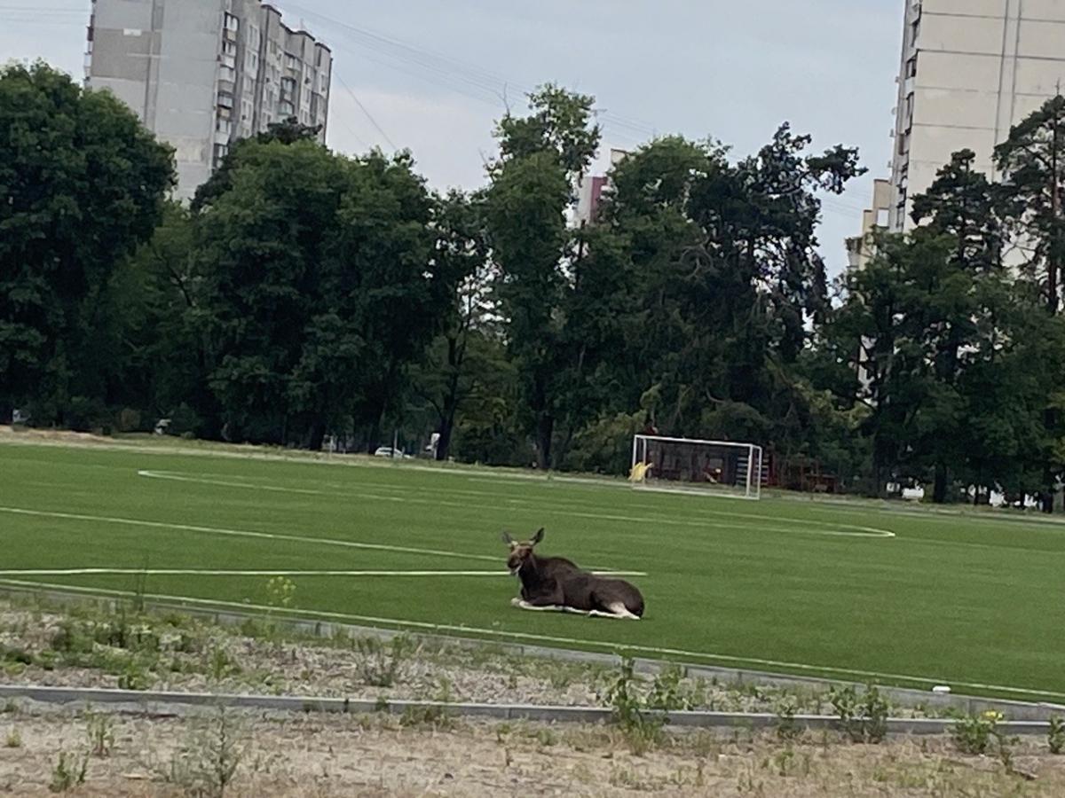 У парк Партизанської слави забрів лось / фото УНІАН / Надія Пришляк У парк Партизанської слави забрів лось / фото УНІАН / Надія Пришляк