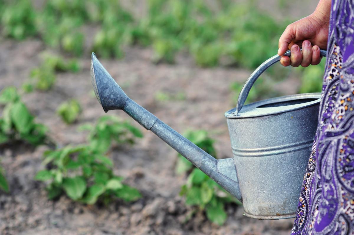 Что можно полить пивом на огороде / depositphotos.com Что можно полить пивом на огороде / depositphotos.com