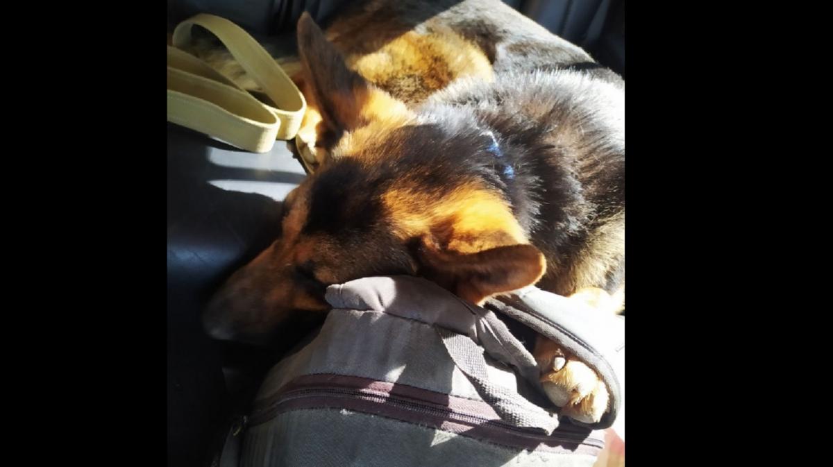 Верещук прокоментувала ситуцію, коли чоловік йшов пішки з собакою / фото Facebook Yana Titarenko