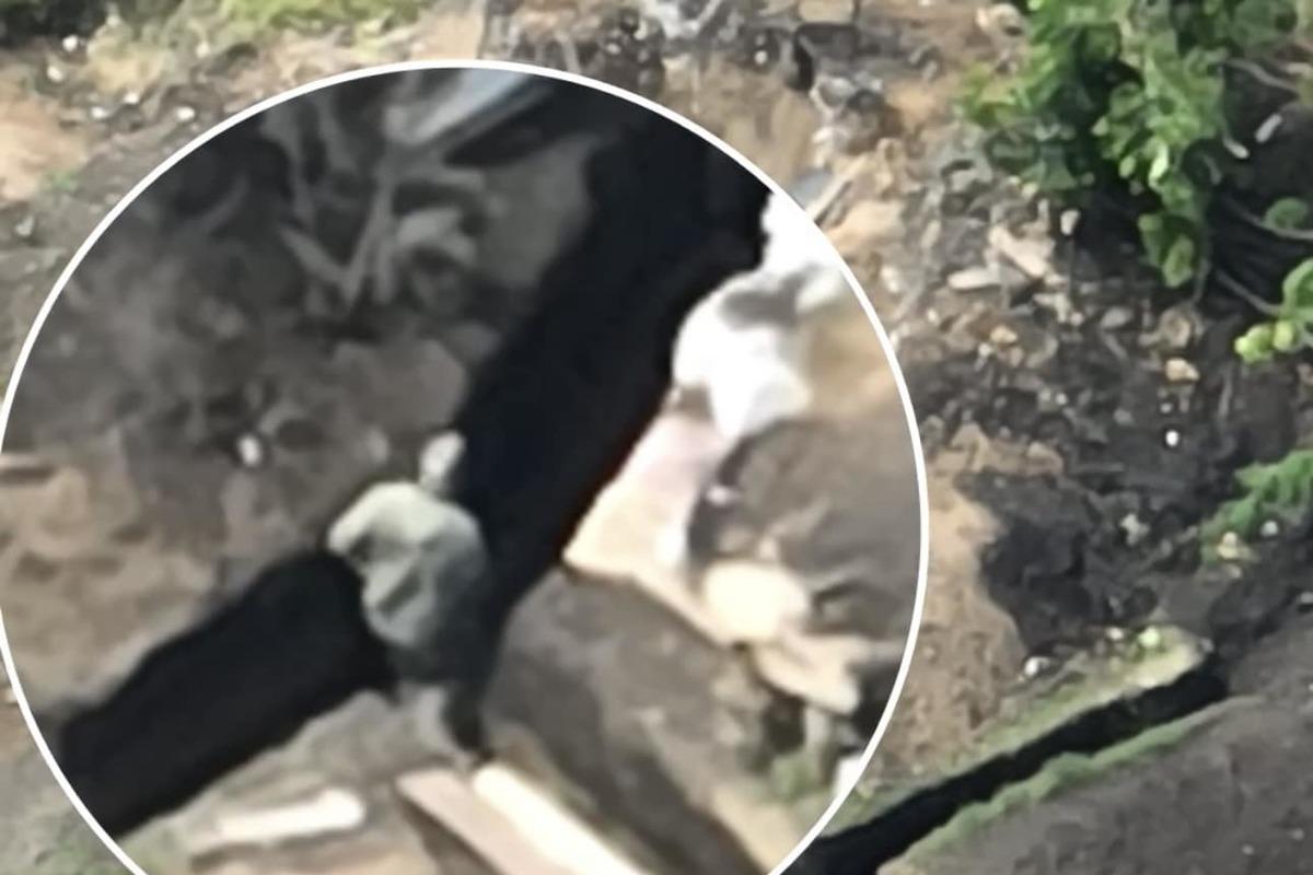 ЗСУ знищили БК та піхоту росіян через "пісяючого окупанта", який розкрив позицію / фото facebook.com/egor.firsov ЗСУ знищили БК та піхоту росіян через "пісяючого окупанта", який розкрив позицію / фото facebook.com/egor.firsov