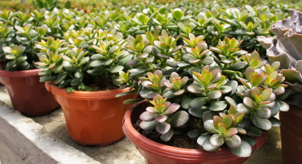 Де вдома тримати грошове дерево - багатство обрушиться на голову — УНІАН