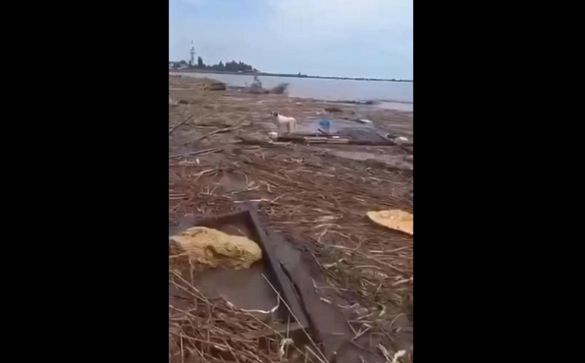 Подрыв Каховской ГЭС - собаку на обломках прибило к берегу возле Одессы,  видео — УНИАН