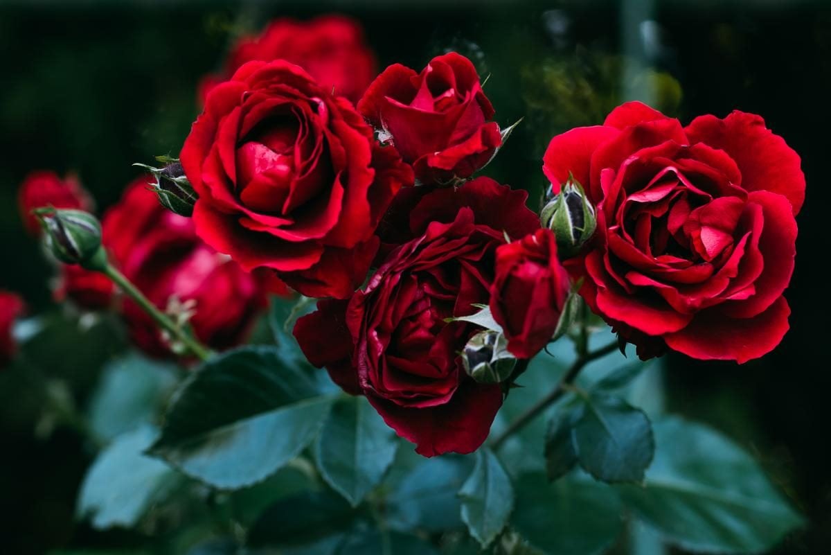 Чем подкормить розы до цветения - урожай будет восхитительным — УНИАН