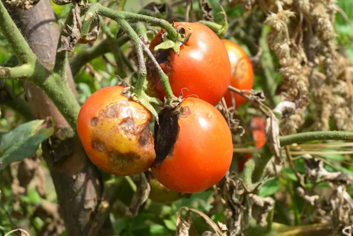 Чим кропити помідори від фітофтори