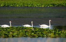 Редкие растения и множество птиц: в Одесской области откроют интересный туристический маршрут