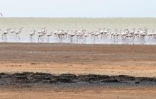 В Одесской области фениксы обустроили 160 "домов" (фото)