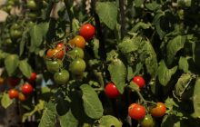 Як і коли висаджують помідори: отримаєте здорову розсаду і чудовий врожай