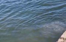 Відпочинок зіпсований: на "центральному" пляжі Одеси помітили пляму нафтопродуктів (відео)