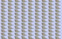 Пользователям сети бросили вызов: найти странную улитку на изображении за 10 секунд