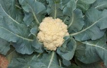Урожай будет огромным: чем подкормить цветную капусту для завязывания кочанов
