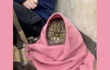 Грозная кошка Хлоя из метро во время воздушной тревоги стала звездой сети (видео)