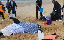 В Шотландії влаштували спецоперацію з порятунку дельфінів, які "загубилися" на пляжі (фото, відео)