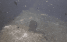 Независимая экспедиция к месту подрыва "Северного потока" показала неожиданную находку (видео)