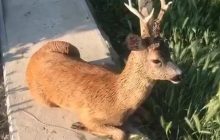 "Дайте найменшим шанс": В МВС показали, як врятувати тварин з "водної пастки" (відео)