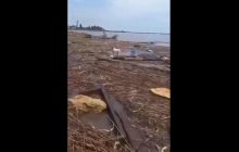 Подрыв Каховской ГЭС: раненую собаку на обломках прибило к берегу возле Одессы (видео)