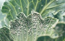 Шикарный результат за копейки: как быстро избавиться от белокрылки народными средствами