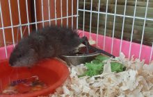 В Одесі врятували дитинча ондатри, яке винесло в море через підрив Каховської ГЕС