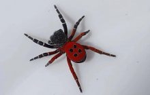 Укус дуже небезпечний: в українському заповіднику вперше з’явився рідкісний павук (фото)