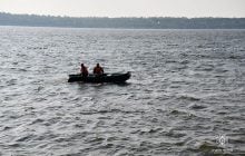 До берегів Одеси прибиває трупи оленів, які загинули через затоплення Херсонщини (відео)