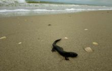 Теракт на Каховській ГЕС: на Одещину "принесло" багато загиблих червонокнижних тритонів