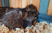 Військові врятували цуценят, які дрейфували в морі після підриву ГЕС (фото)