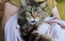 Кіт-гігант із затопленого Херсона став зіркою мережі після його порятунку (відео)